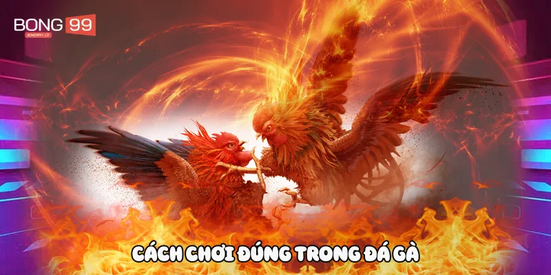 Cách chơi đúng trong đá gà